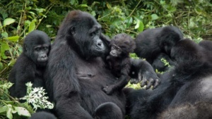 Kwita Izina2020: 24 Baby Gorillas Will Be Named Online