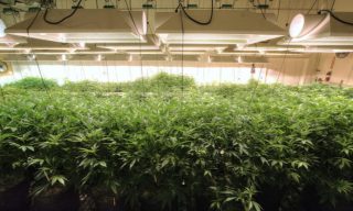 RDB Sheds More Light on Production of Medical Cannabis for Export