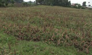 3,800 Tons: Heavy Loss Looming Among Onions Farmers In Western Province 