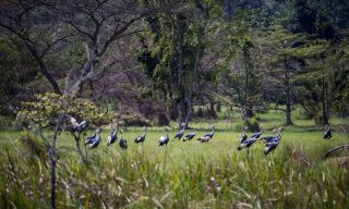 From the Verge of Extinction to Recovery: The Story of Rwanda’s Crested Cranes