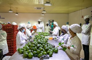 Rwanda To Launch Avocado Sea Freight Shipment As Market Expands