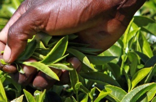 Rwanda’s Tea Scoops Highest Premium Price at Mombasa Auction