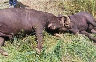 Two Buffaloes Escape their Habitat, Fight to Death