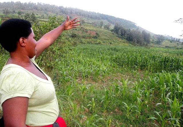 Retired sergent Odette Nyinawumuntu shows the maize farm of her cooperative in Ngoma, Eastern Province.