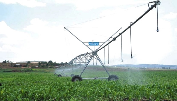 A maize crop garden under mechanized irrigation in Eastern Province. The government of Rwanda wants the private sector to takeover irrigation systems.