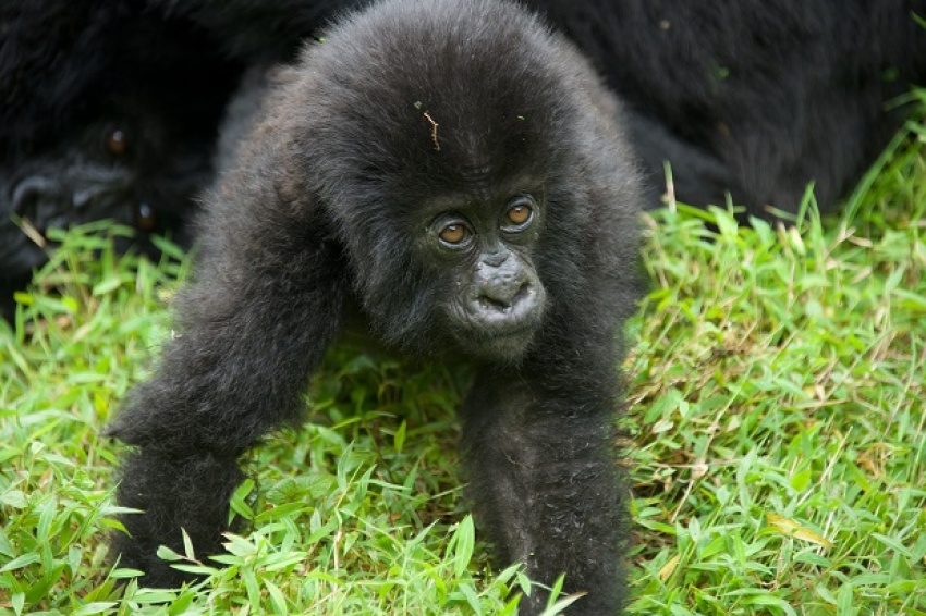 Big Party in Rwanda today as 24 Baby Gorillas are named