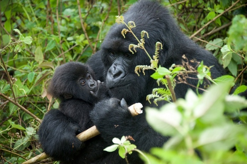 Big Party in Rwanda today as 24 Baby Gorillas are named