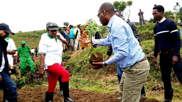 Demonstration of planting Macadamia crop