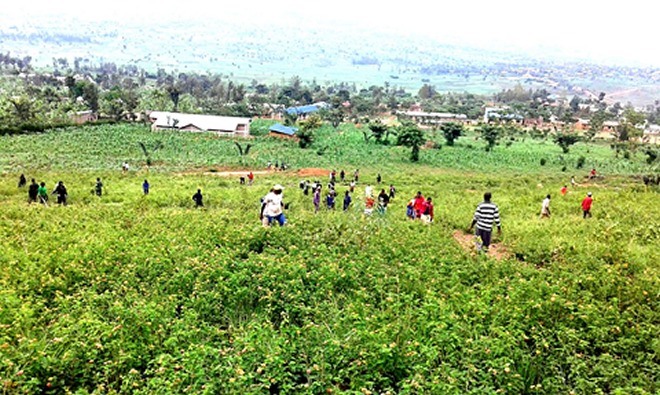 Rwandans planting trees. The country aims at rehabilitating forests on 1,010 hectares of public land.