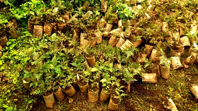 Some of the trees planted today. About 30 million trees are scheduled to be planted during this season