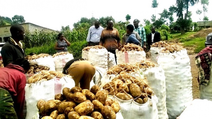 Trade and Industry Minister Francois Kanimba inspects irish Potato collection center for Mudende and Bugeshi sectors in Rubavu district
