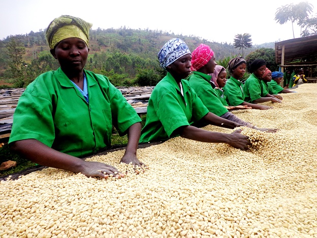 Rwandan women drying coffee beans.