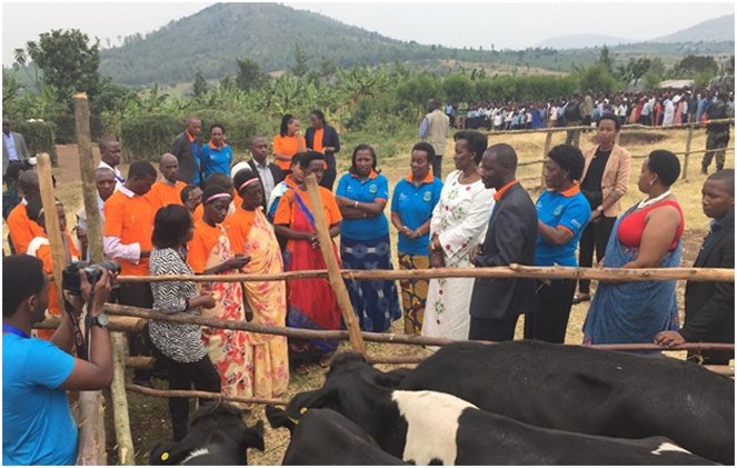 The First Lady shown cattle given to three families
