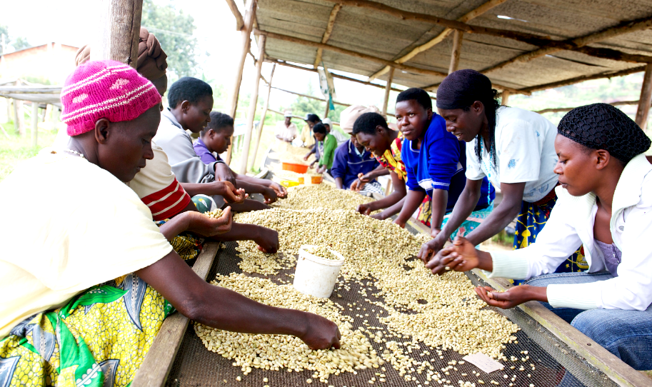 Workers sorting coffee 