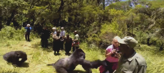 while playing, the silver-bark mountain gorilla bumped Gemma Cosgriff to the ground