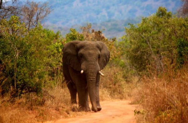Elephant in Akagera National Park in Eastern Rwanda