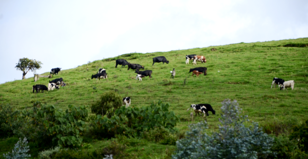 Cattle grazing at Gishwati