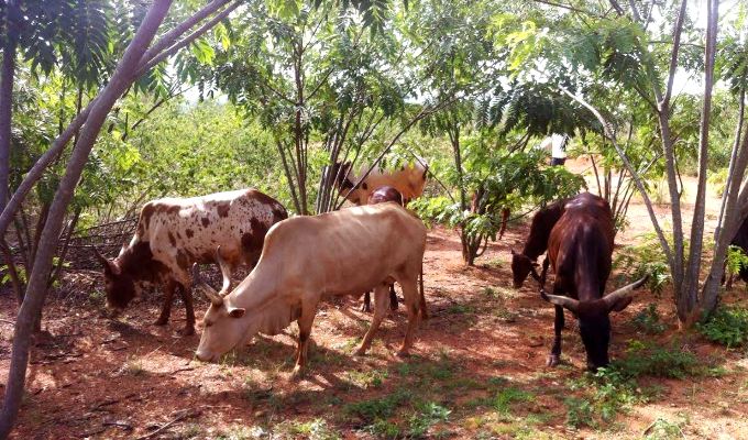 In the past six months Burundi Thieves have stolen over 50 cows from Rwanda