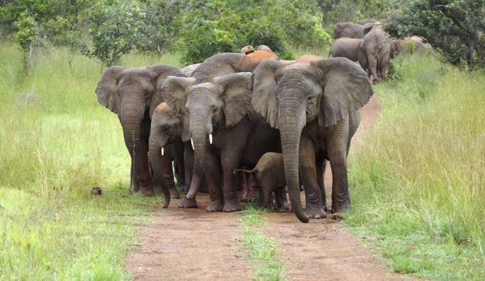 Animals in Akagera National Park enjoy safety and the Rangers are highly trained