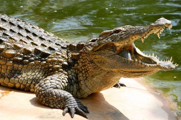 mature crocodile sunbathing