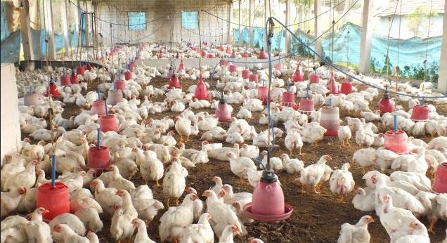 Rwanda Suspends Import of Chicken and Eggs from Uganda