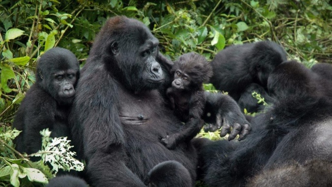 Rwanda Hikes Gorilla Permit Tariffs