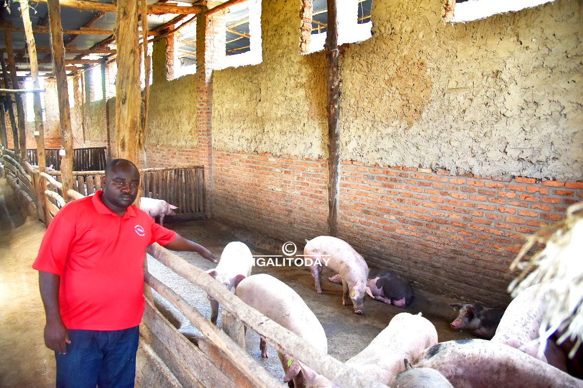For Him, Piggery is More Attractive Than Government Job