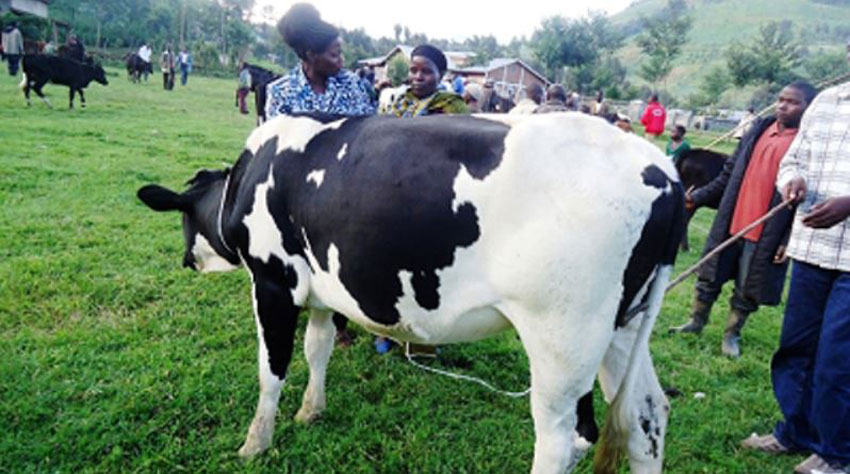 Rwanda Introduces Livestock Guarantee Fund