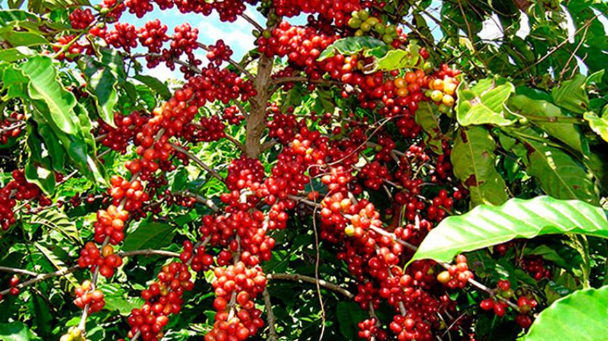 Rwanda’s Premium Coffee Places High Prices on Global Market