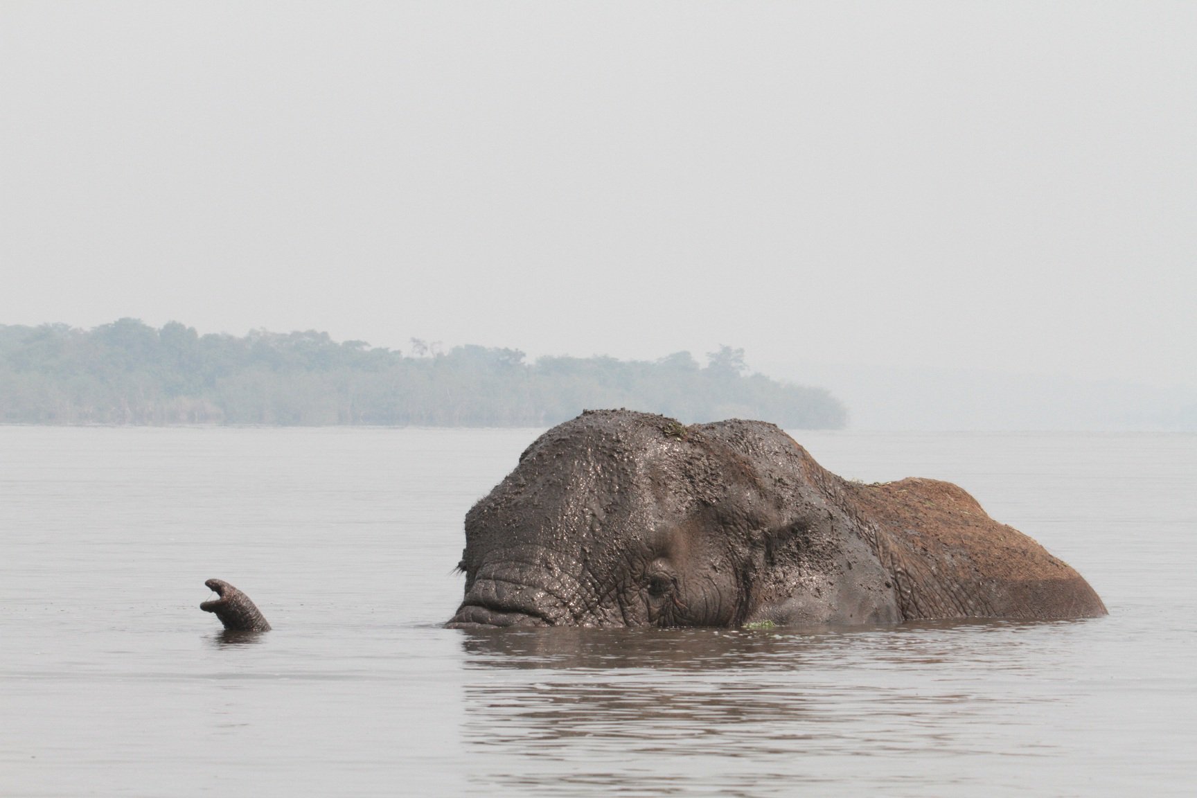 Rwanda’s Akagera Park Mourns Death of its Pioneer Elephant