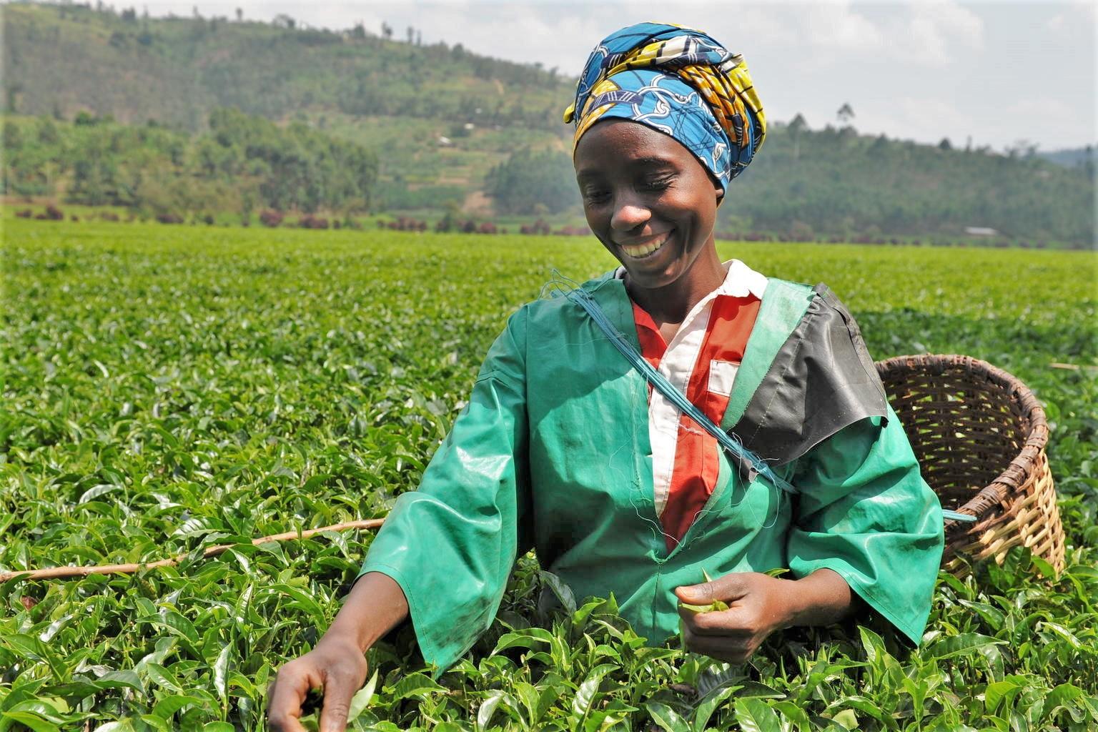 Uganda Expo: Rwanda Tea Scoops All the Best Awards