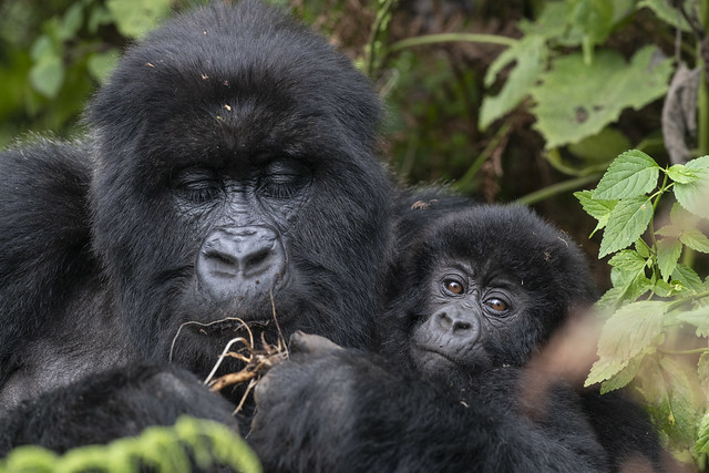 Kwita Izina 2019: Meet Baby Gorillas to Be Named