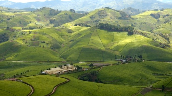 Rwanda Unveils New Factory to Boost $209M Tea Exports Target