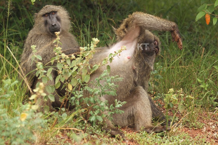 Baboon Attack Hastens Realisation of Idyllic Vision of the Future