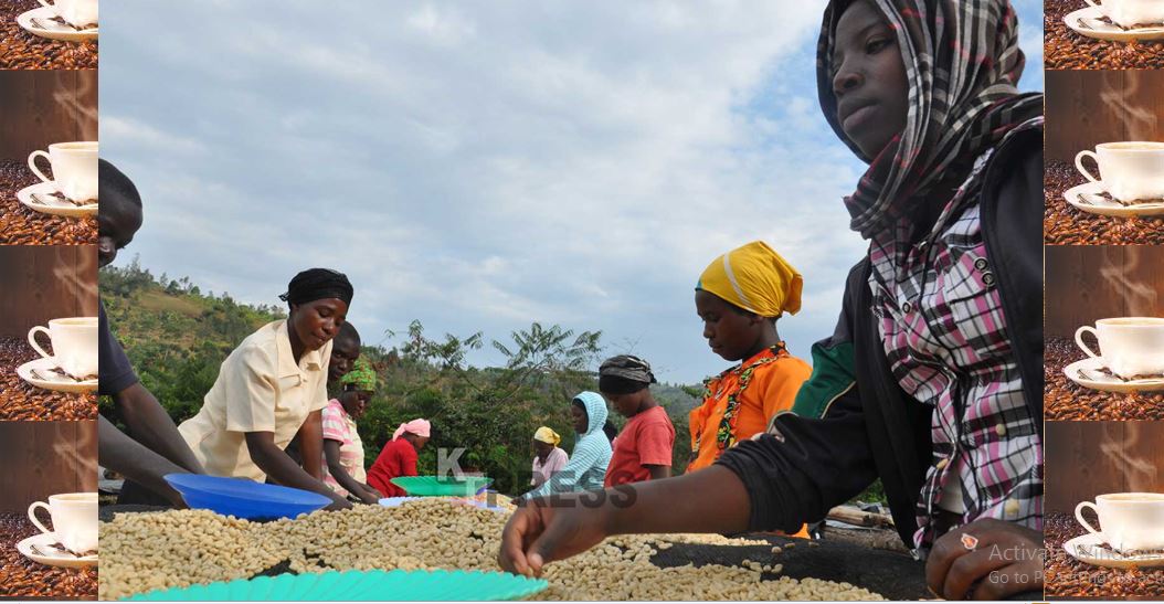 Nestlé- Zoégas Promoting Women Coffee Growing Program in Rwanda