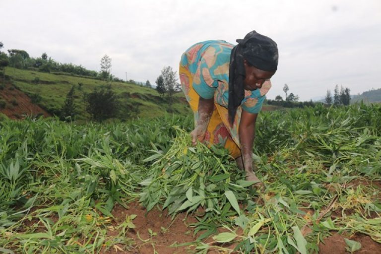 Bill MGF Commits 15M To Healthy Sweet Potato Promotion KT PRESS