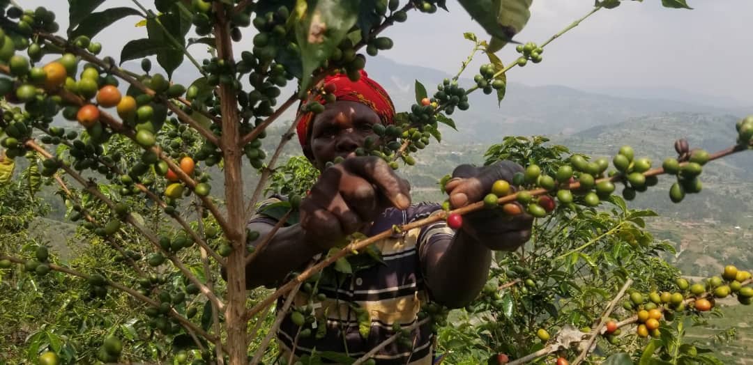 Coffee Farmers Focus on Sustainability after NAEB-PRICE Project