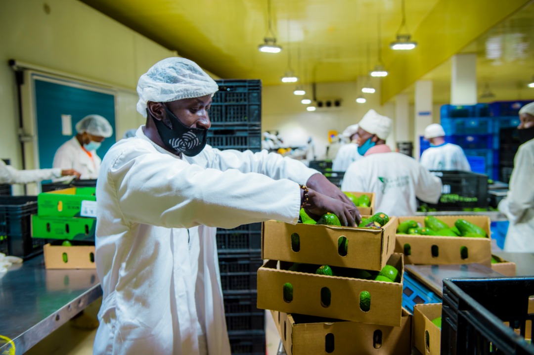 ITC Enhances Rwandan Avocado Exports