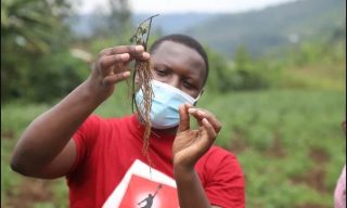 Agriterra, Minagri Partner in Improving Strawberry Agri-business in Rwanda