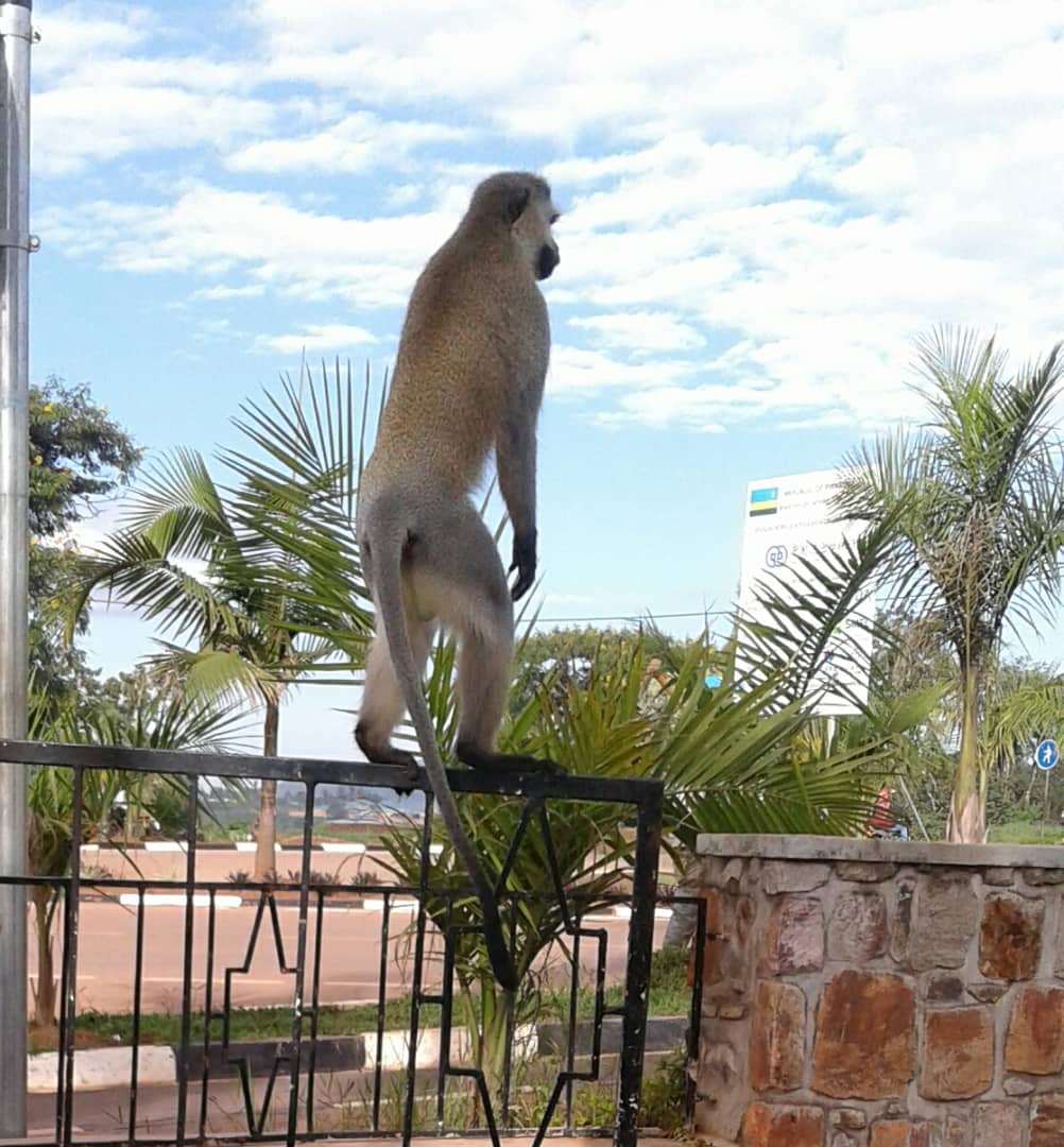Monkey Menace: Huye Residents Rattled by Rampaging Apes
