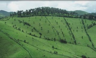 Deal Done – Farmers Commend Silvopastoralism at Gishwati-Mukura National Park Settings