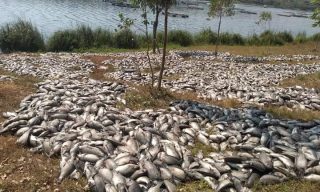 What is Behind Dying Fish in Lake Muhazi?