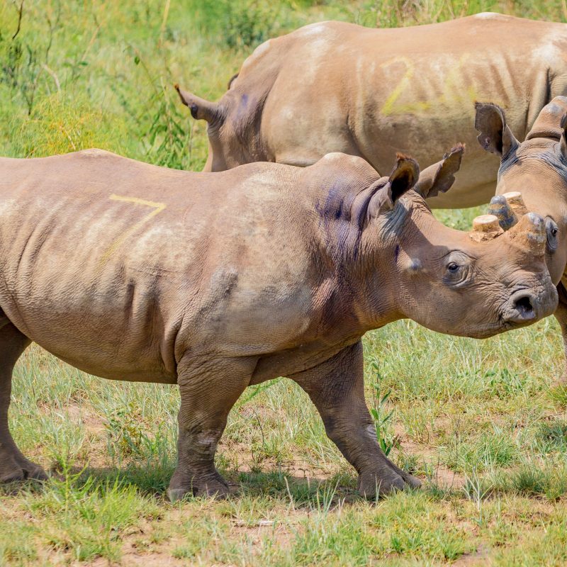 Not Guests Anymore: White Rhinos Join Black Counterparts Into Wildness of Akagera National Park