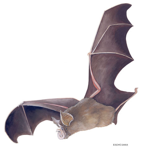 Scientists Go Bat Crazy, As Hill’s Horseshoe Bat Feared Extinct Is Found In Nyungwe Forrest