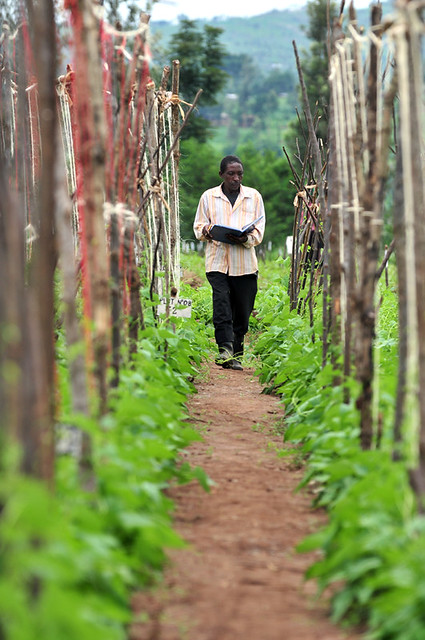 Government Issues Crop Varieties Suitable for Rwanda