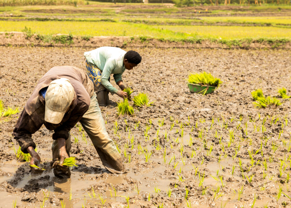 Waterborne NTDs Prevention Enables Gatsibo Farmers to Increase Production