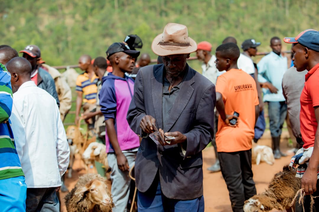 Rwandan Farmers Turn Animal Feed Shortages Into Opportunities