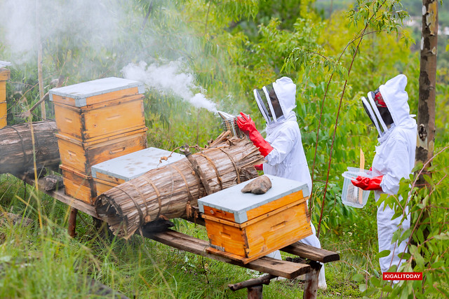Pictorial | Cultivating Hope: How Farming and Beekeeping Are Transforming Lives in Nyabiheke Refugee Camp